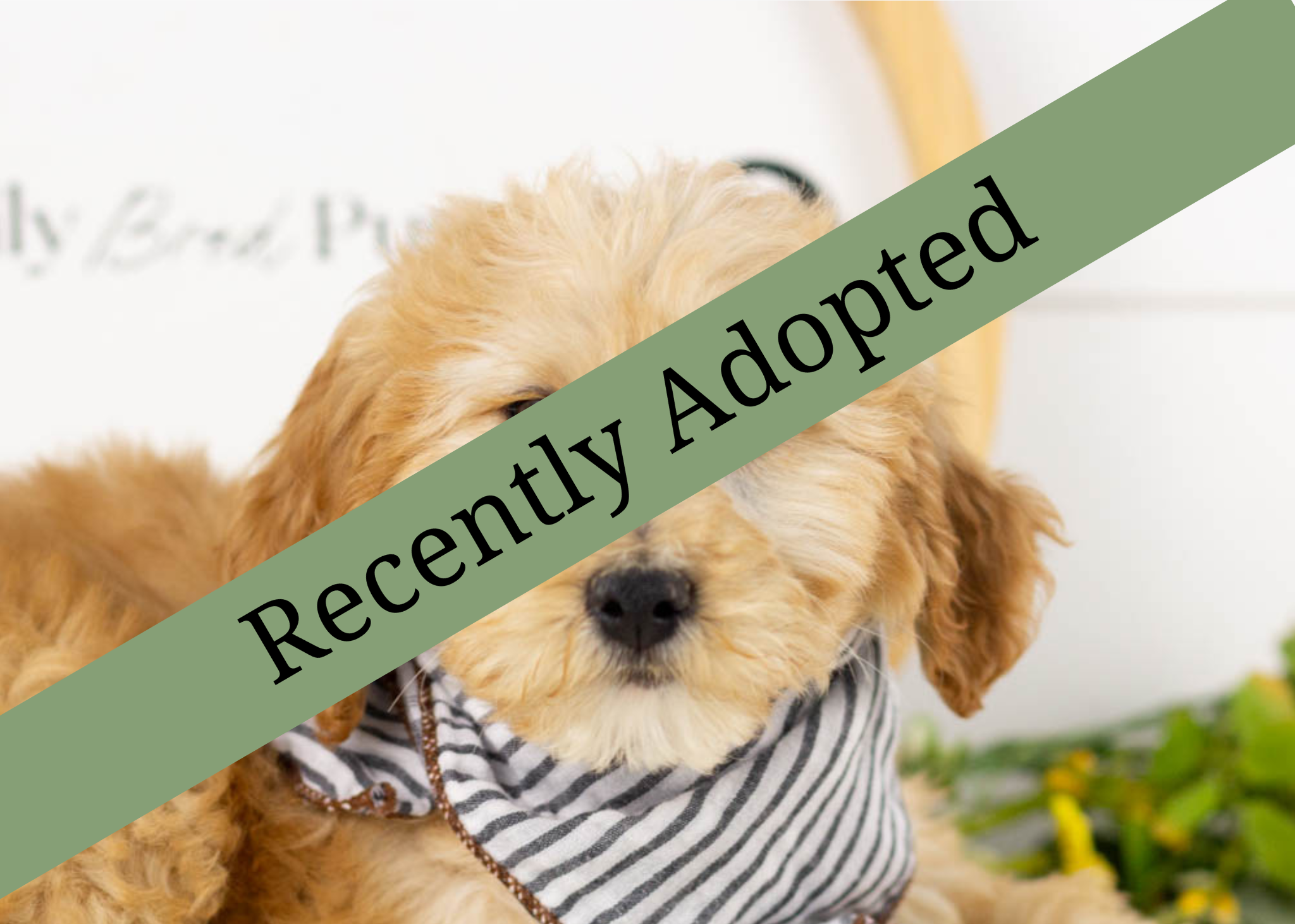 goldendoodle for sale