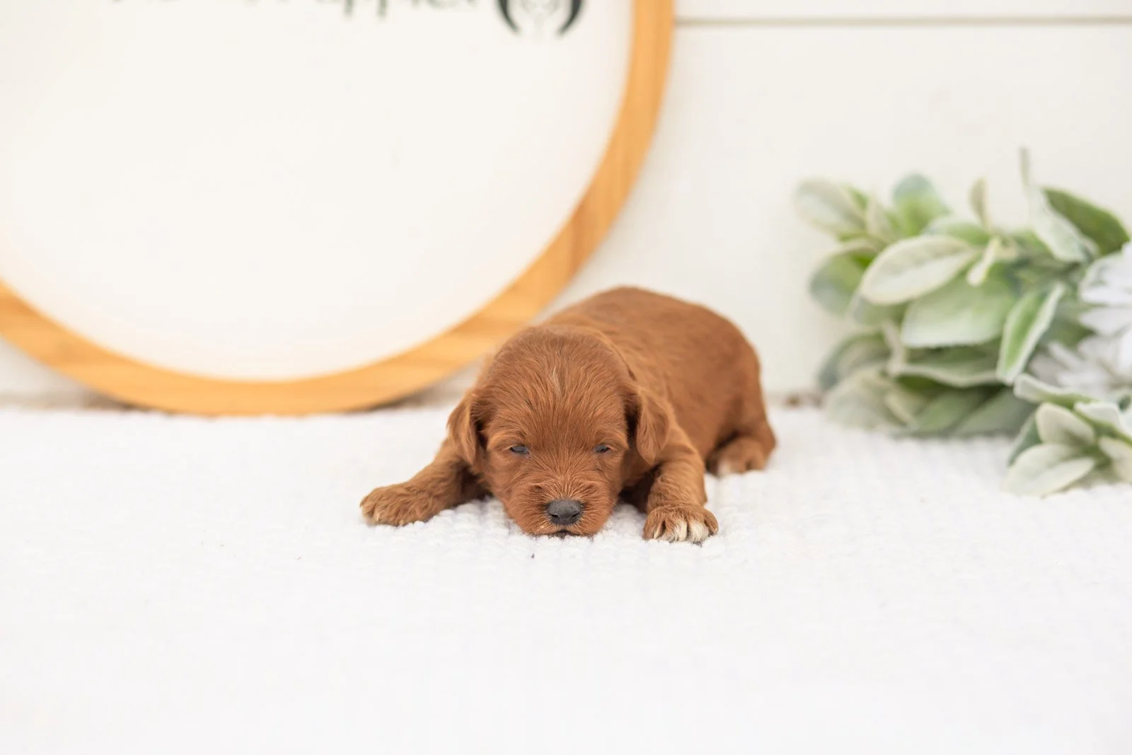 Verity goldendoodle for sale(1).jpg