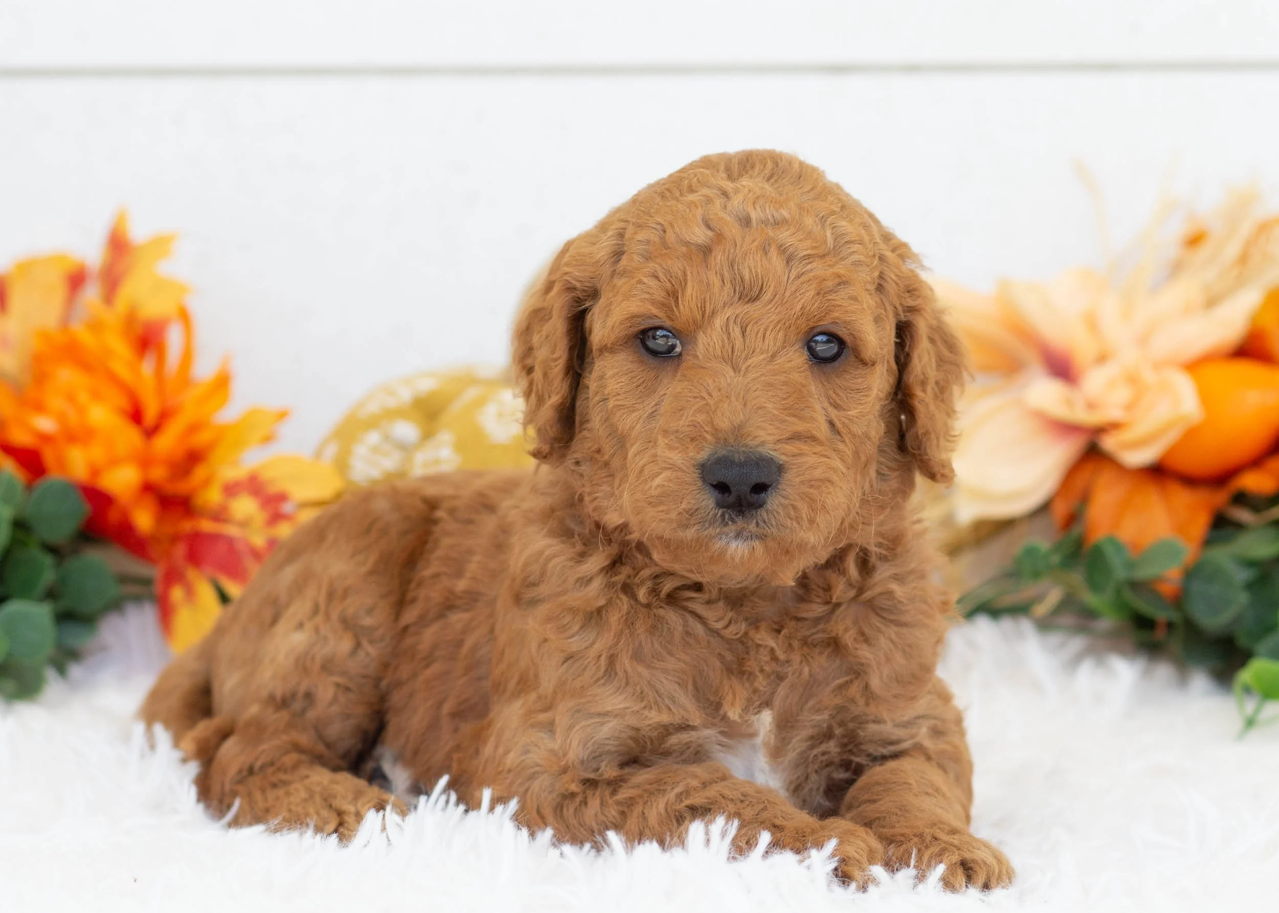 Barney goldendoodle for sale(1).jpg