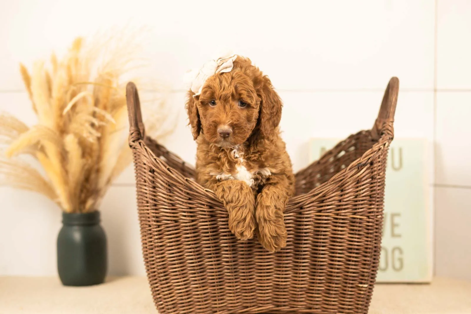 Layla goldendoodle for sale.jpg