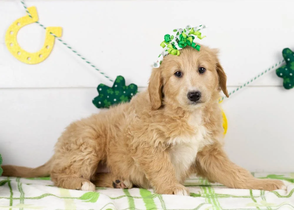 Lolly goldendoodle for sale(1).jpg