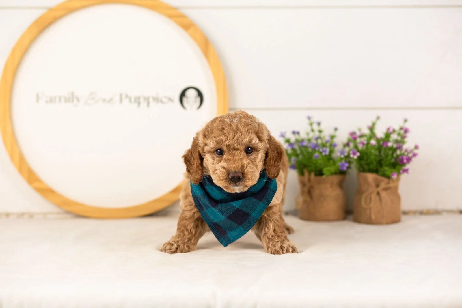 Benji goldendoodle for sale.(1).jpg