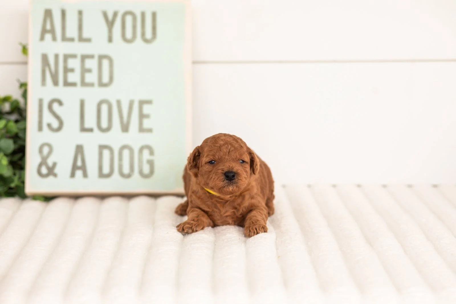 Fleece goldendoodle for sale(3).jpg