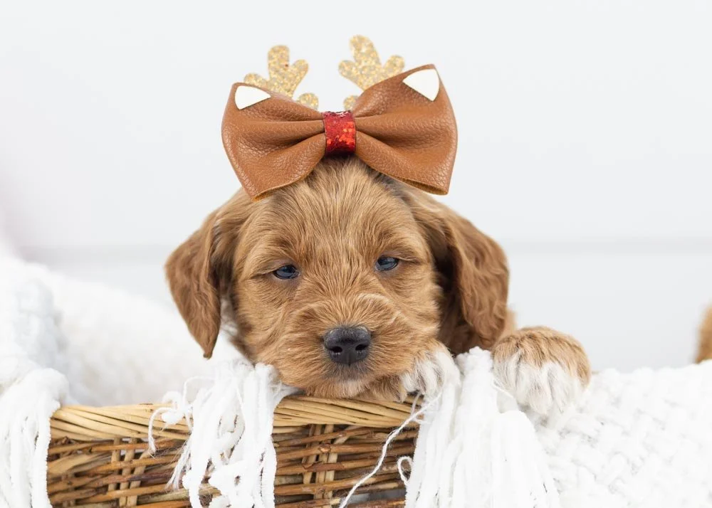Brownie goldendoodle for sale.jpg