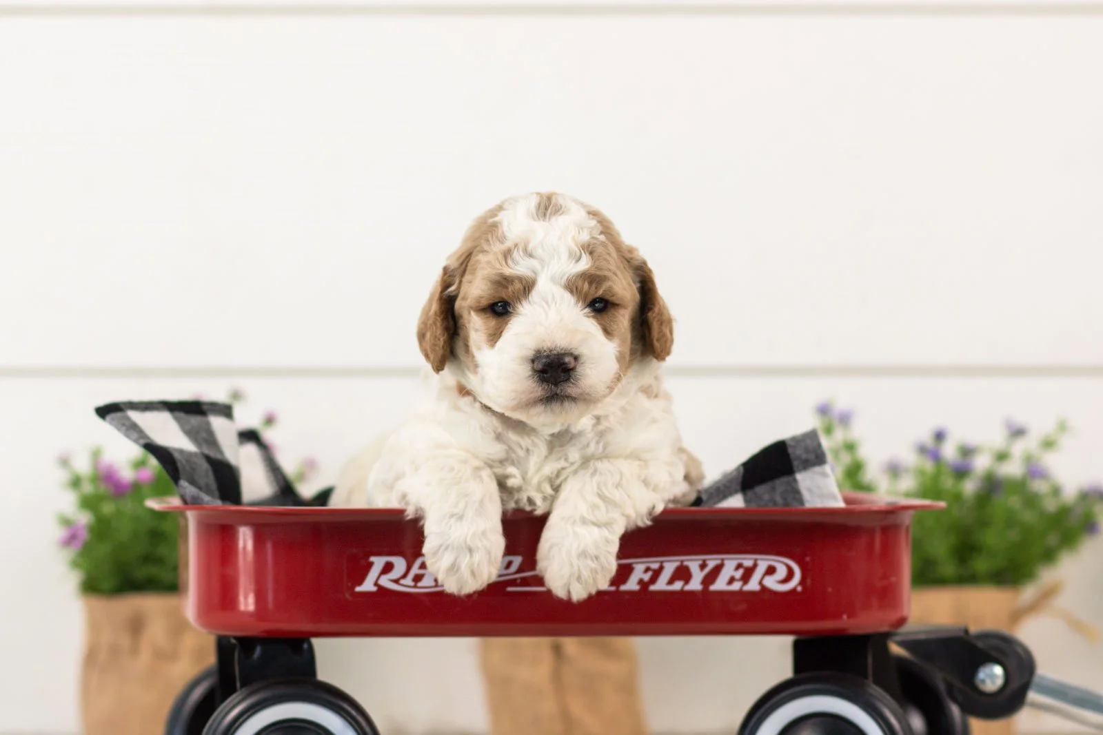 Drake goldendoodle for sale(3).jpg