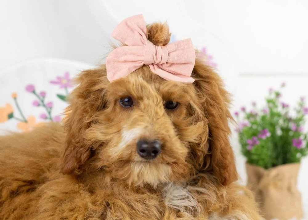 goldendoodle for sale