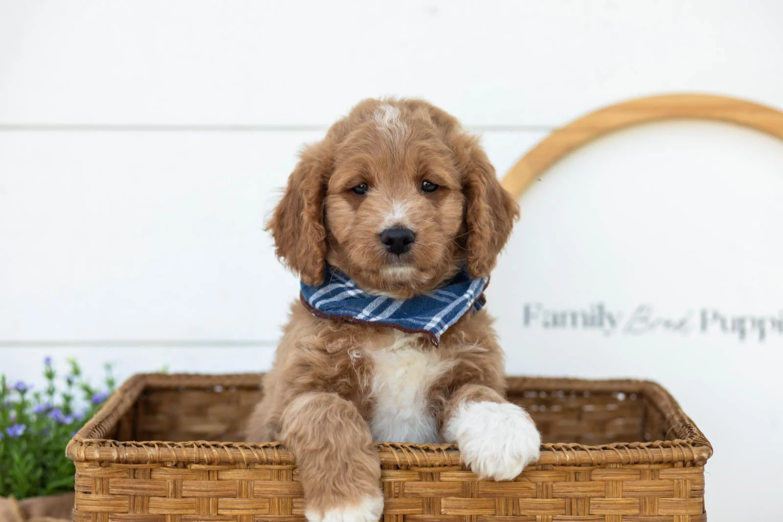 Brie goldendoodle for sale(3).jpg