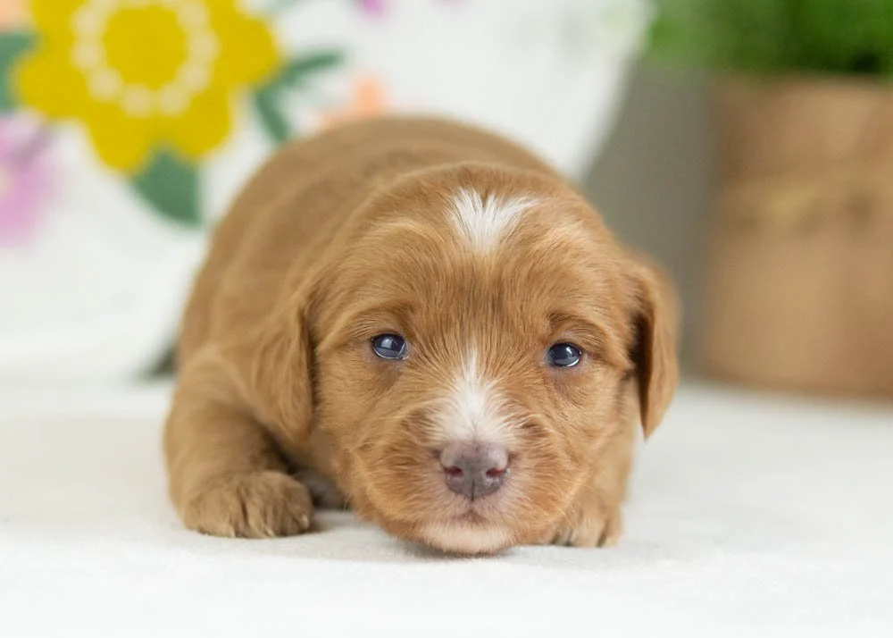 fritter goldendoodle for sale(3).jpg