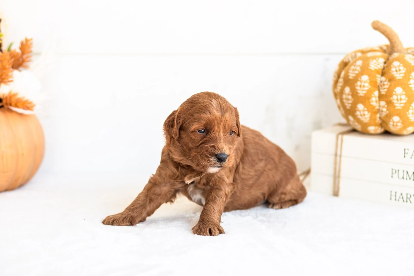 Nana goldendoodle for sale 4.jpg