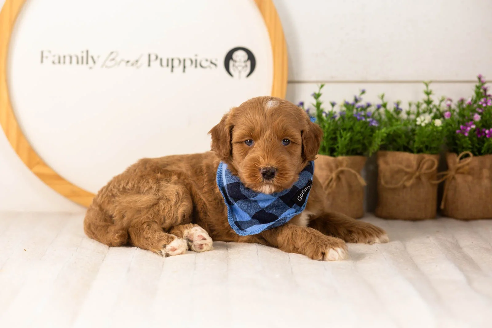 Brave goldendoodle for sale(1).jpg