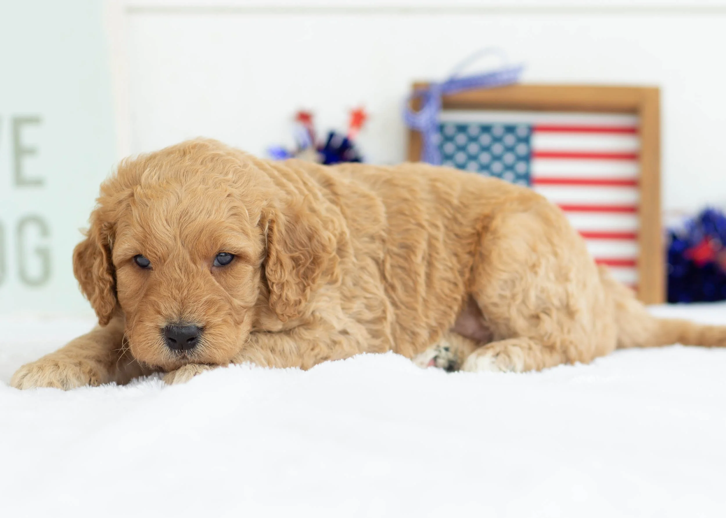 Dorito Goldendoodle For Sale(1).jpg