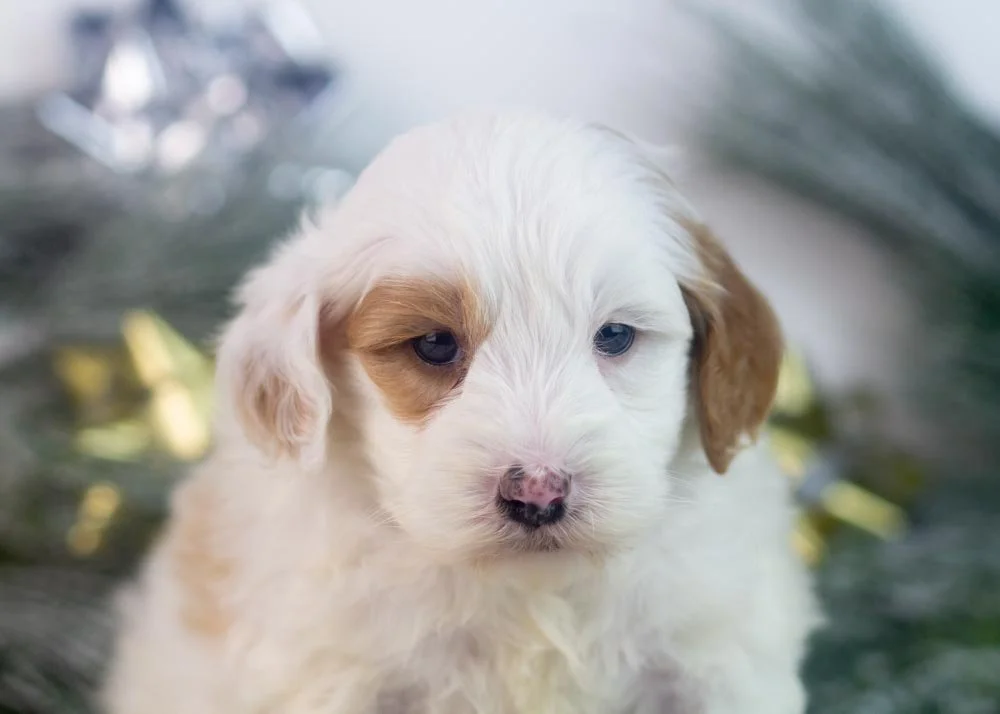 Buddy goldendoodle for sale(1).jpg