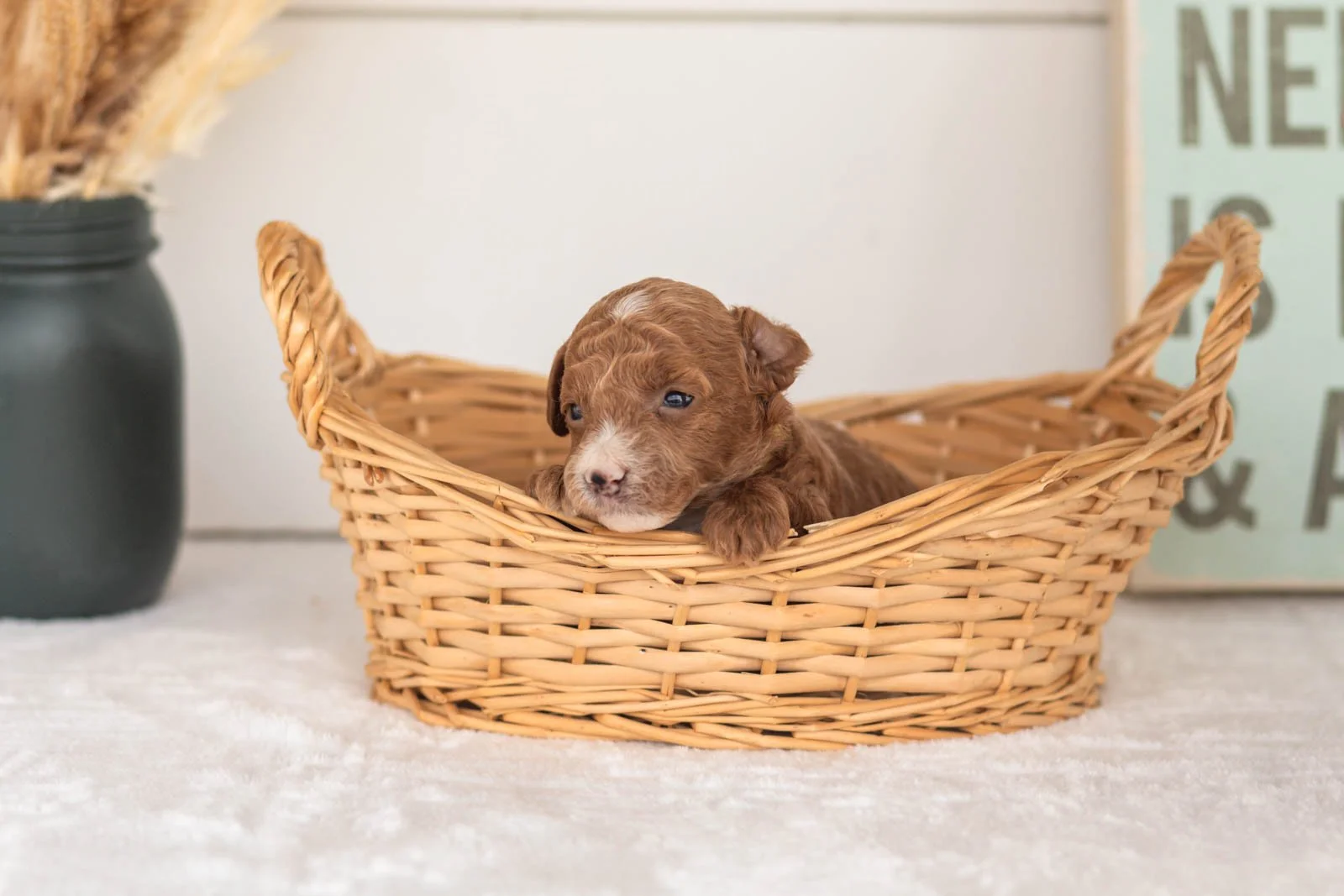 Secretariet goldendoodle for sale(3).jpg