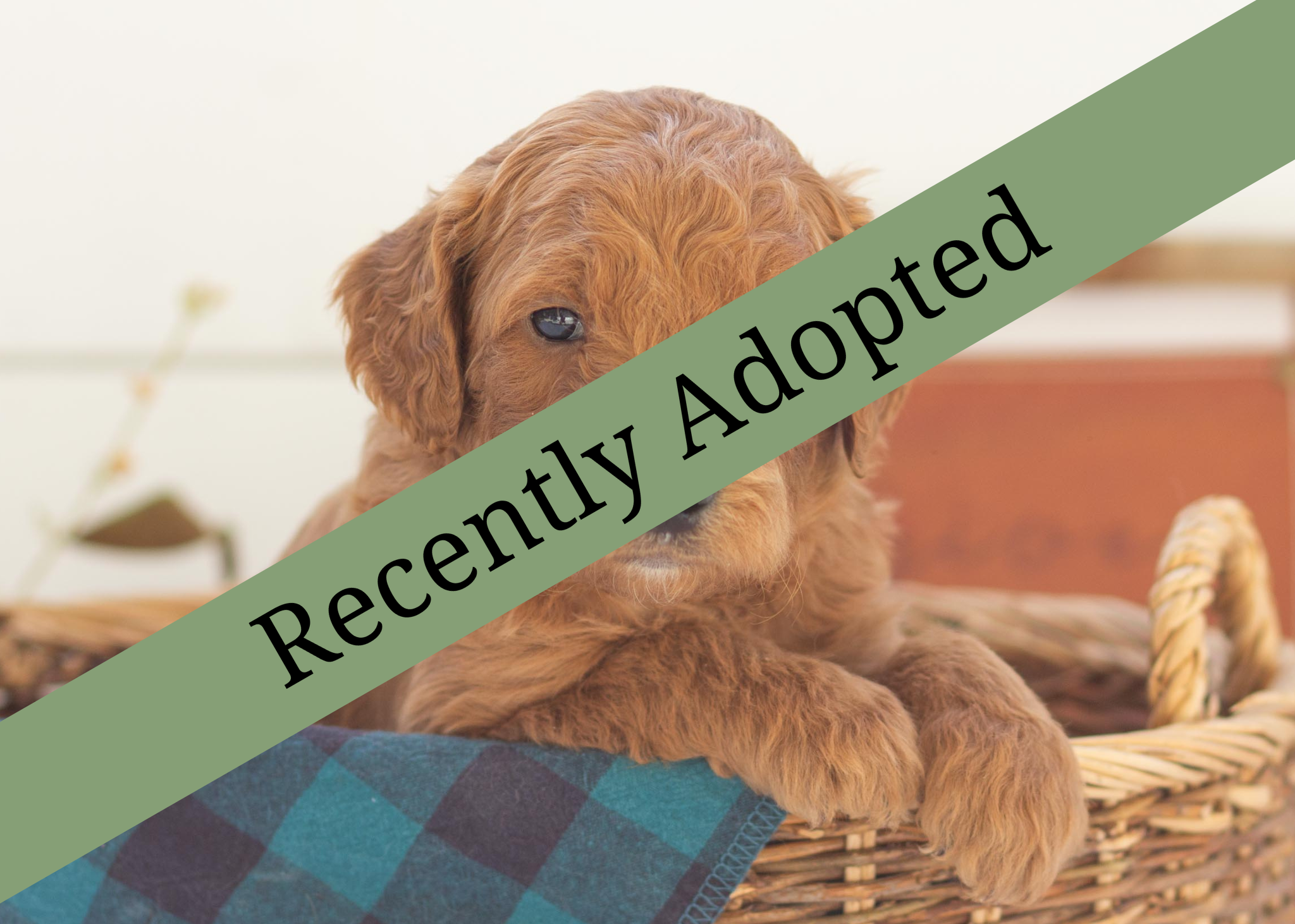 goldendoodle for sale