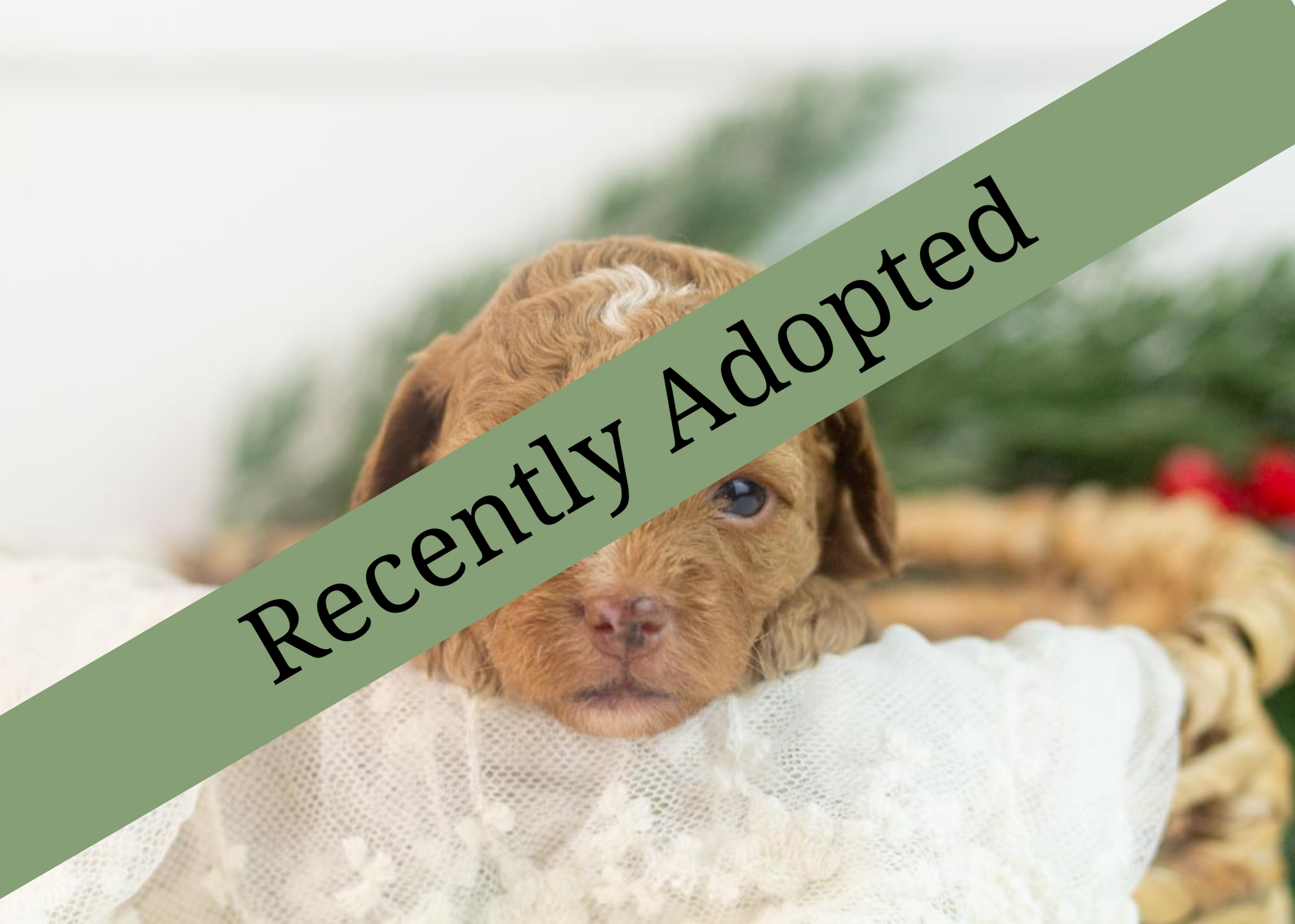 goldendoodle for sale