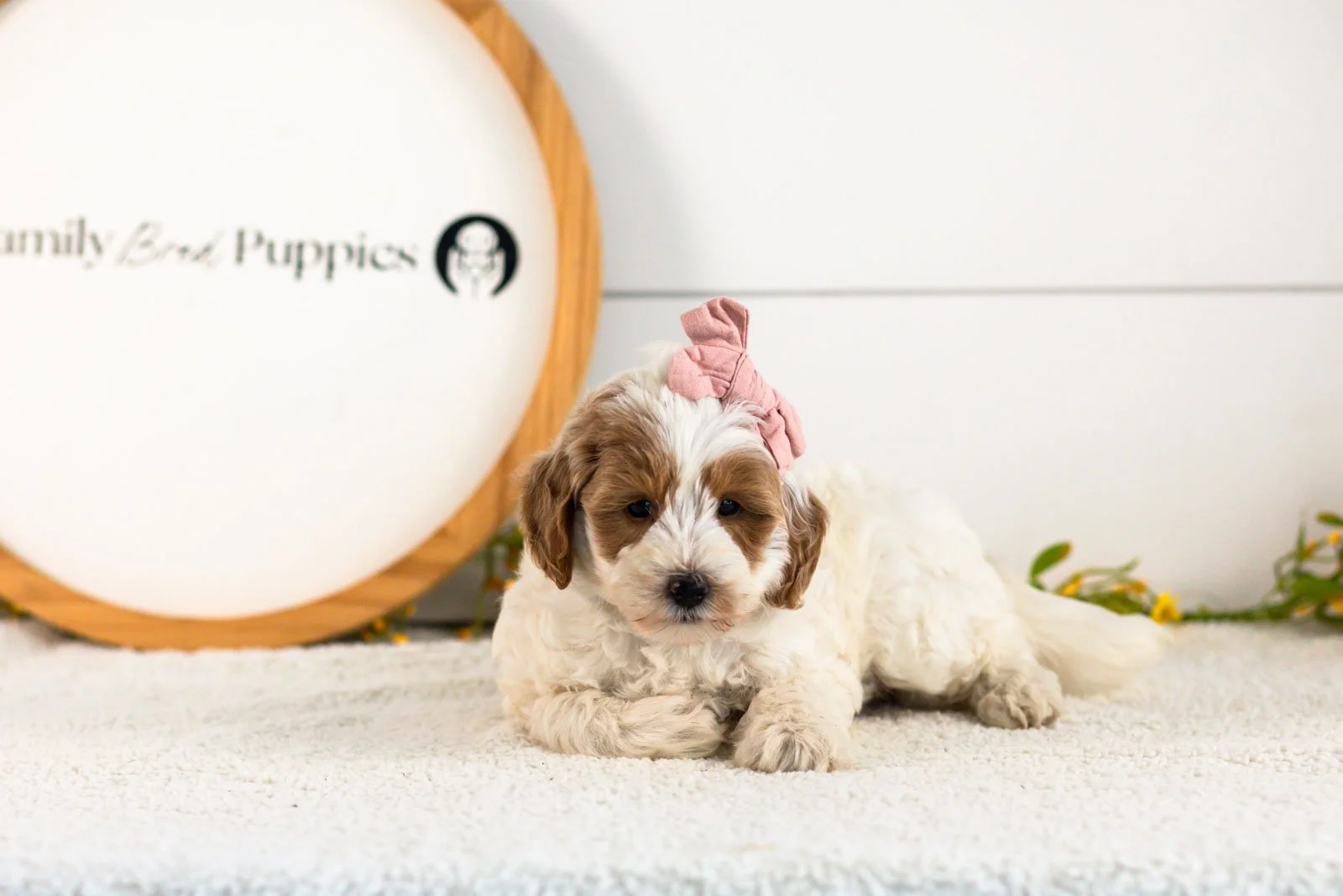 Leslie Goldendoodle for sale(1).jpg