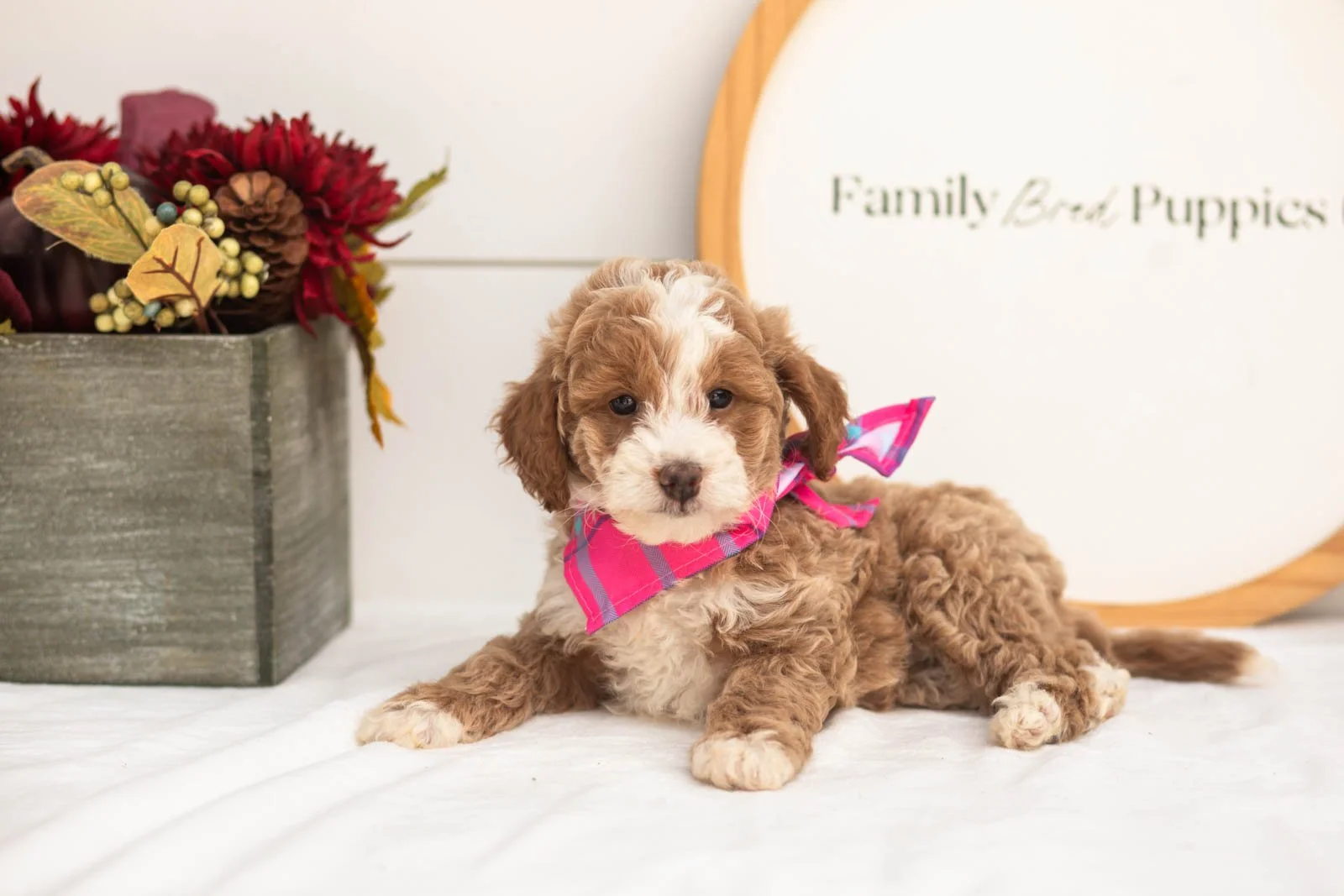 Cardinal goldendoodle for sale.jpg
