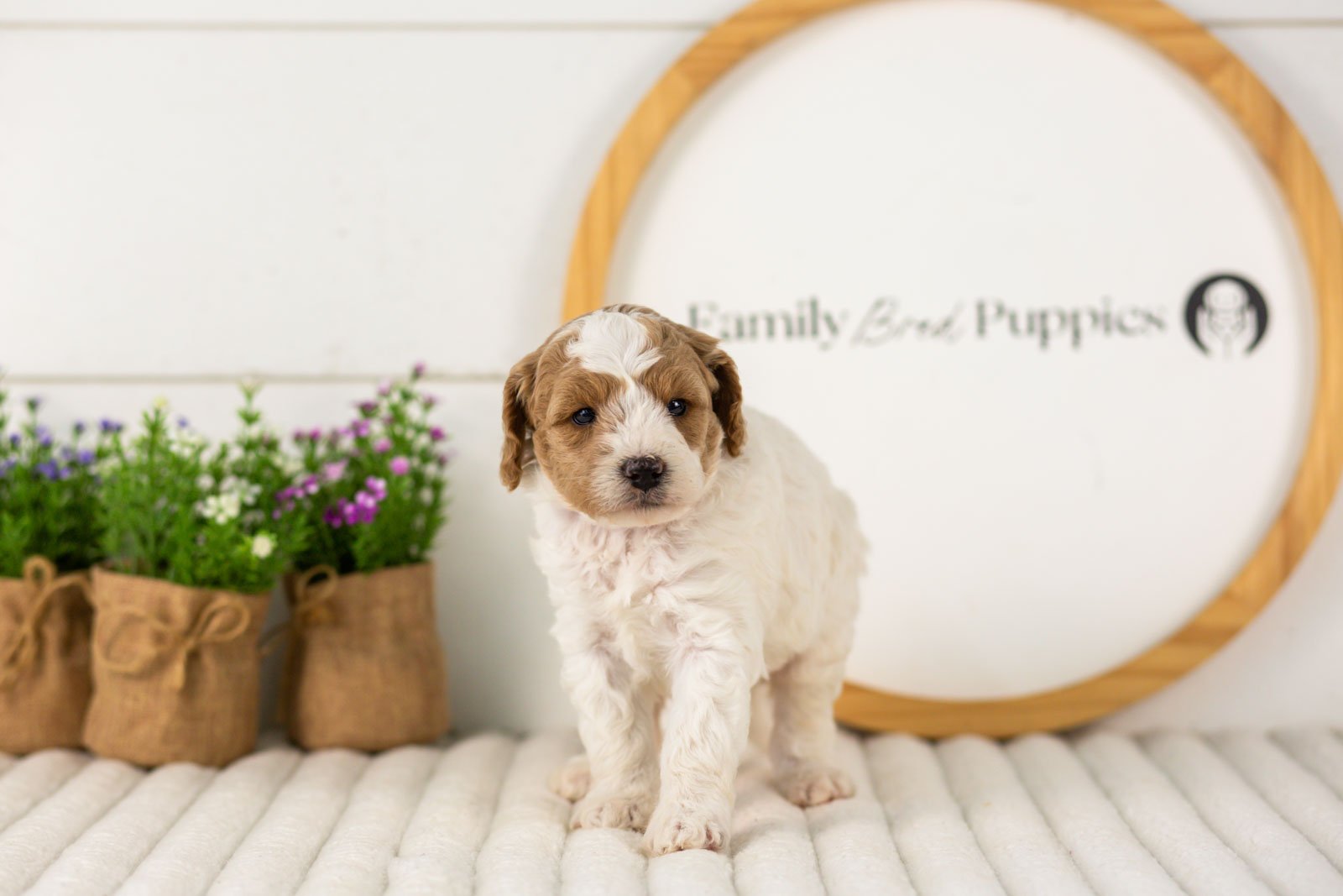 Lark goldendoodle for sale(1).jpg