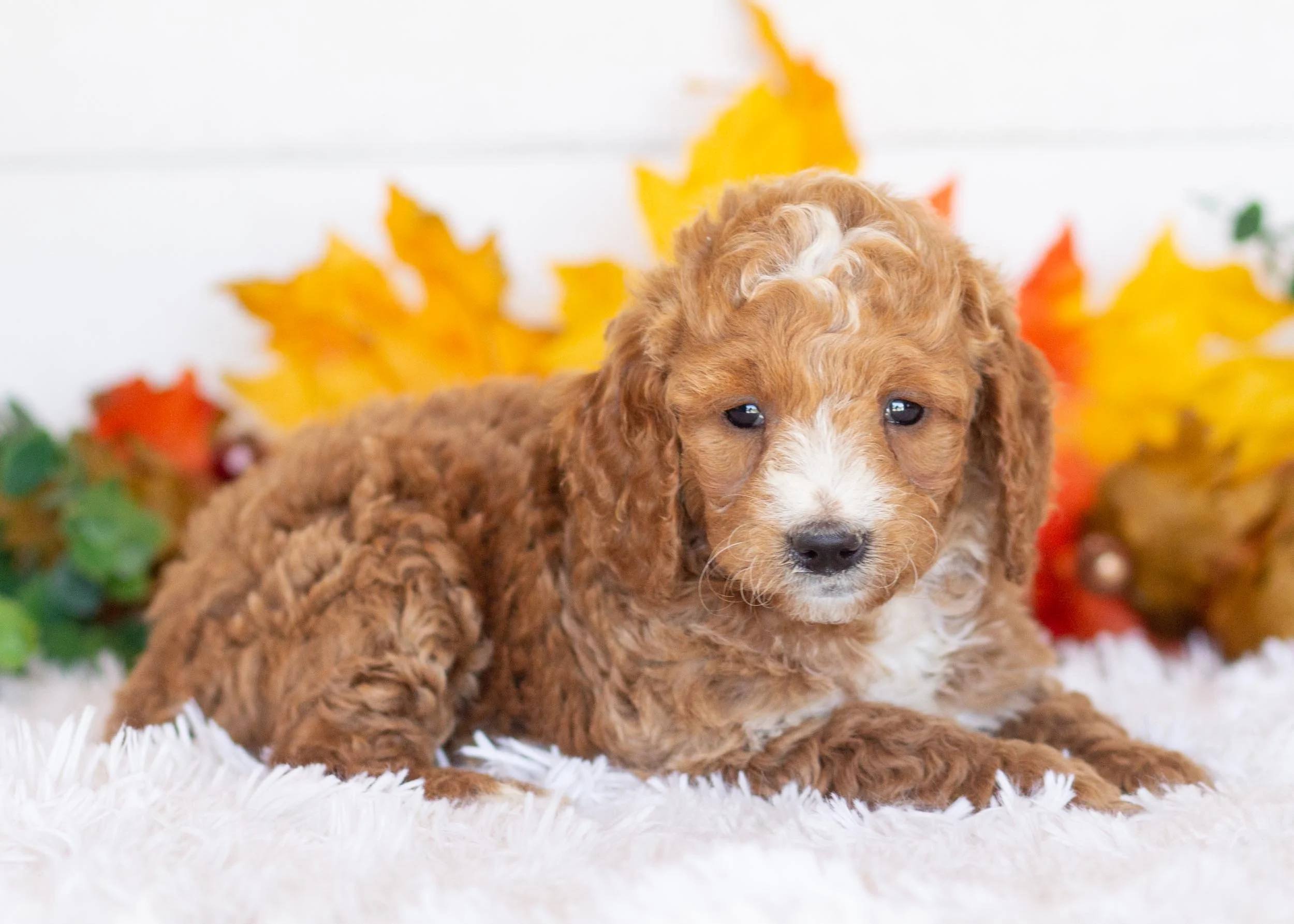 Boots goldendoodle for sale(3).jpg