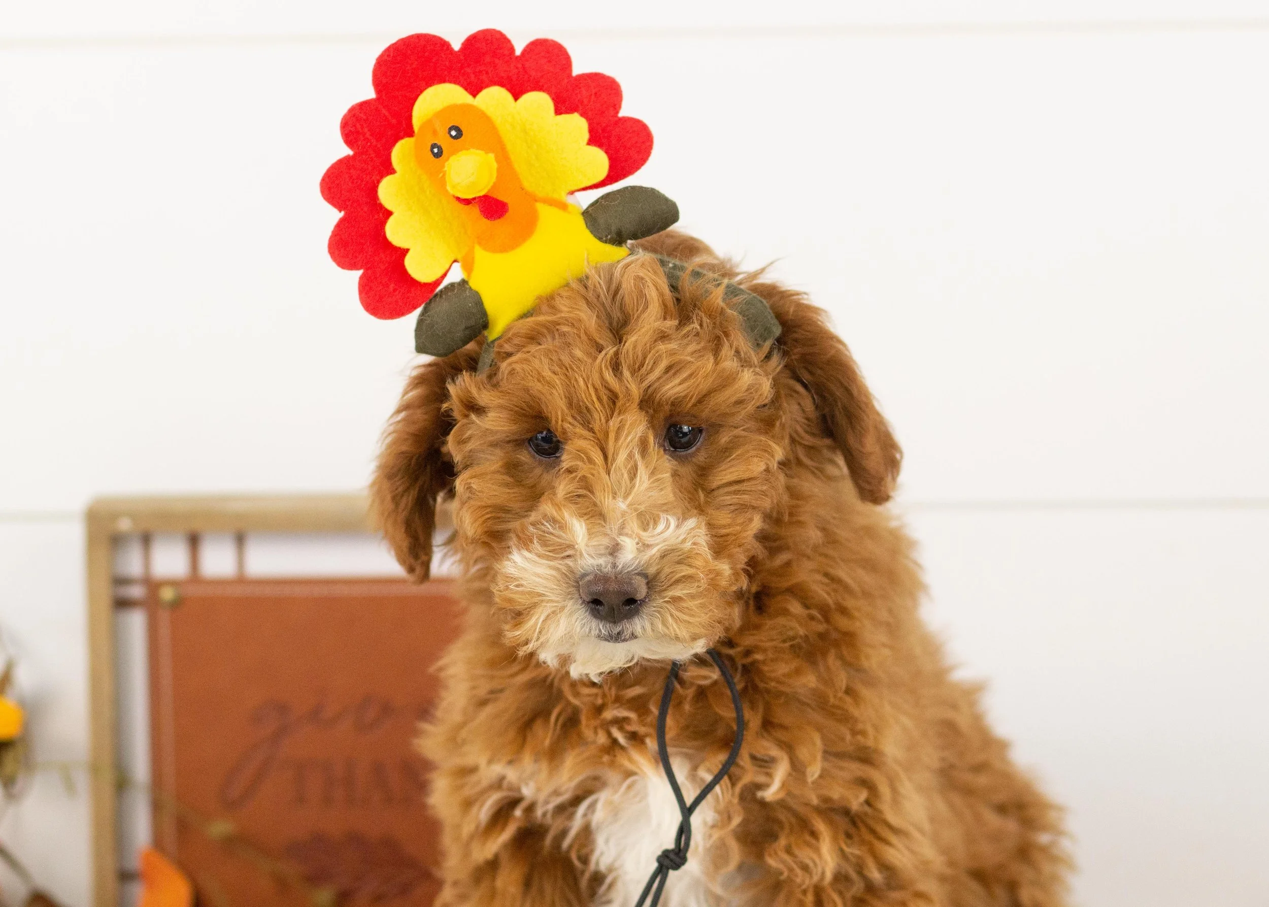 Gala goldendoodle for sale(1).jpg