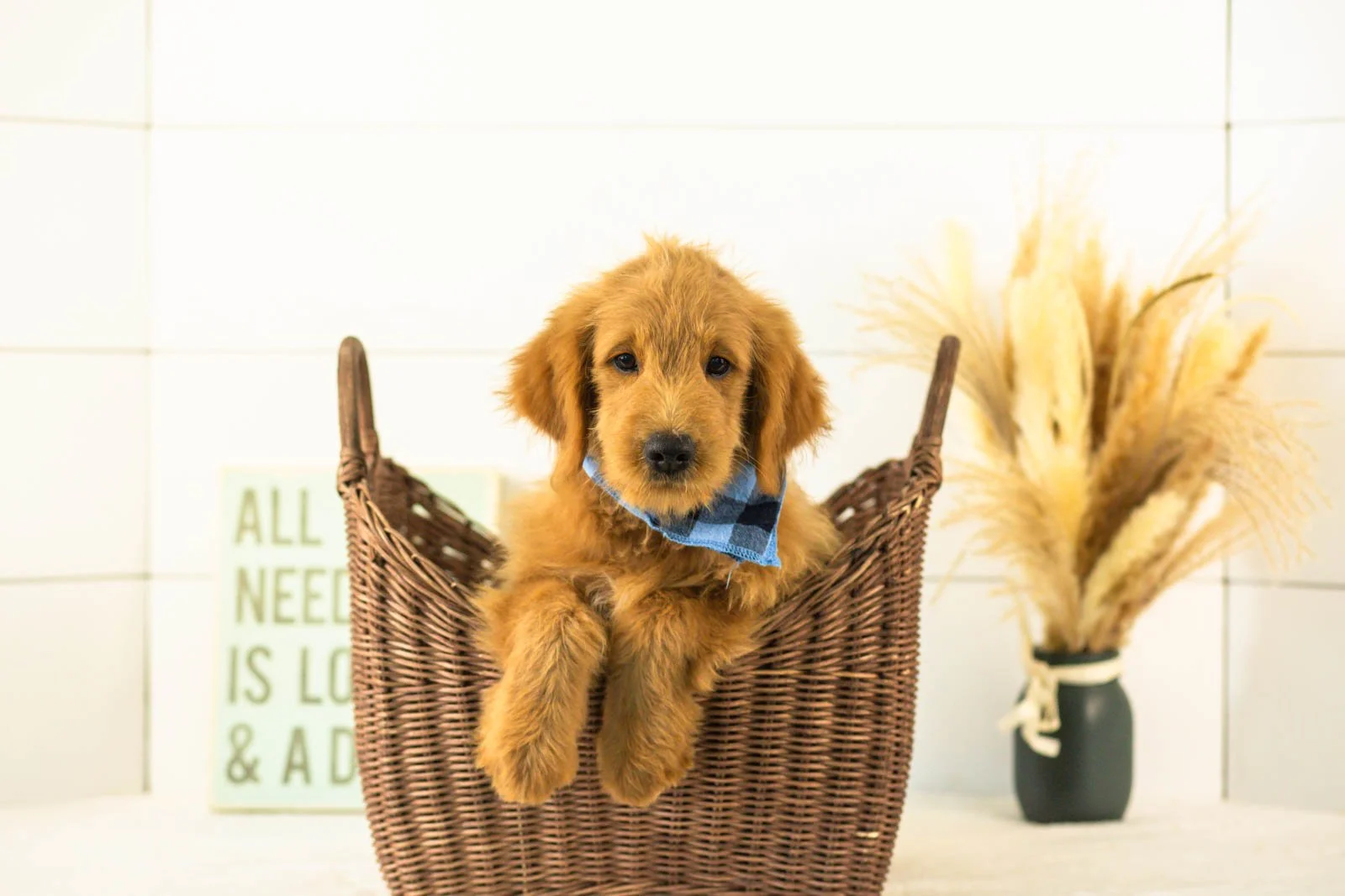 Evan goldendoodle for sale(1).jpg