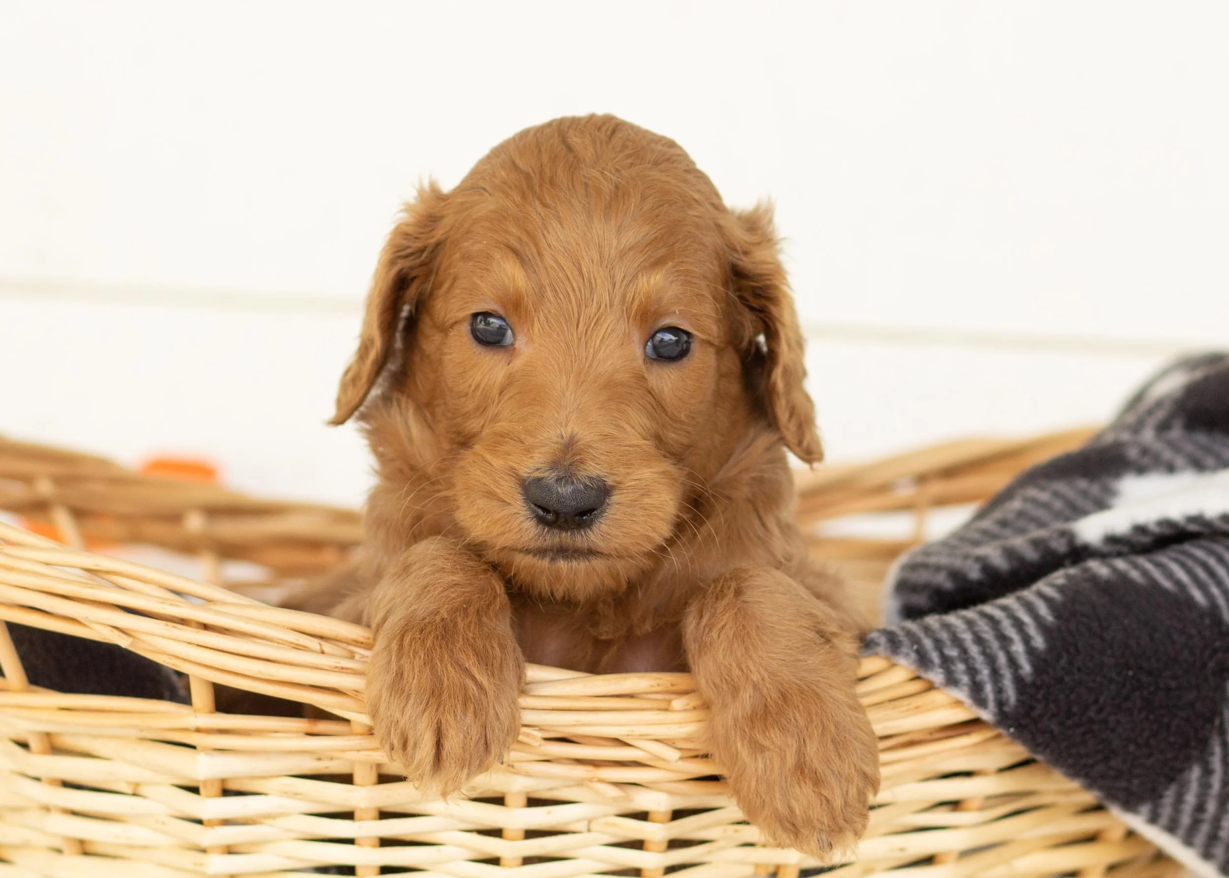 Labradoodle Mini Goldendoodle Petfinder Labradoodle Puppies