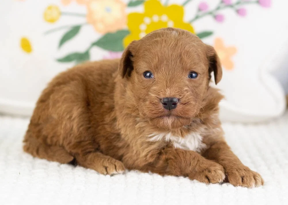 Victor goldendoodle for sale.jpg