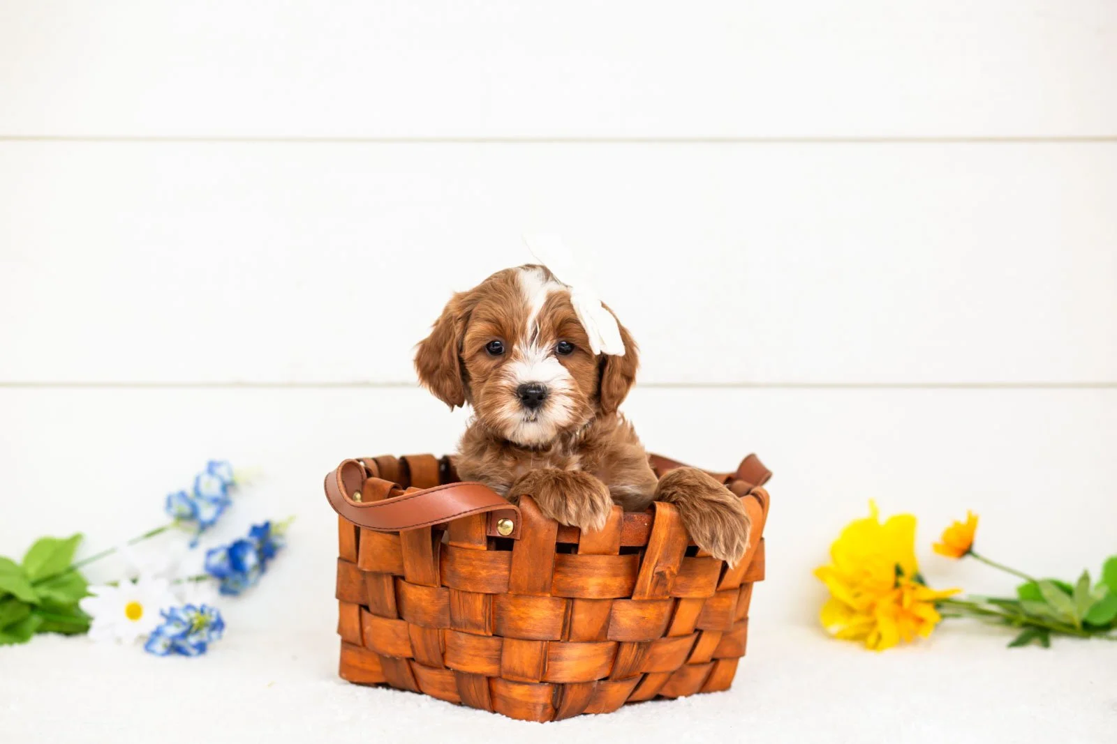 goldendoodle for sale