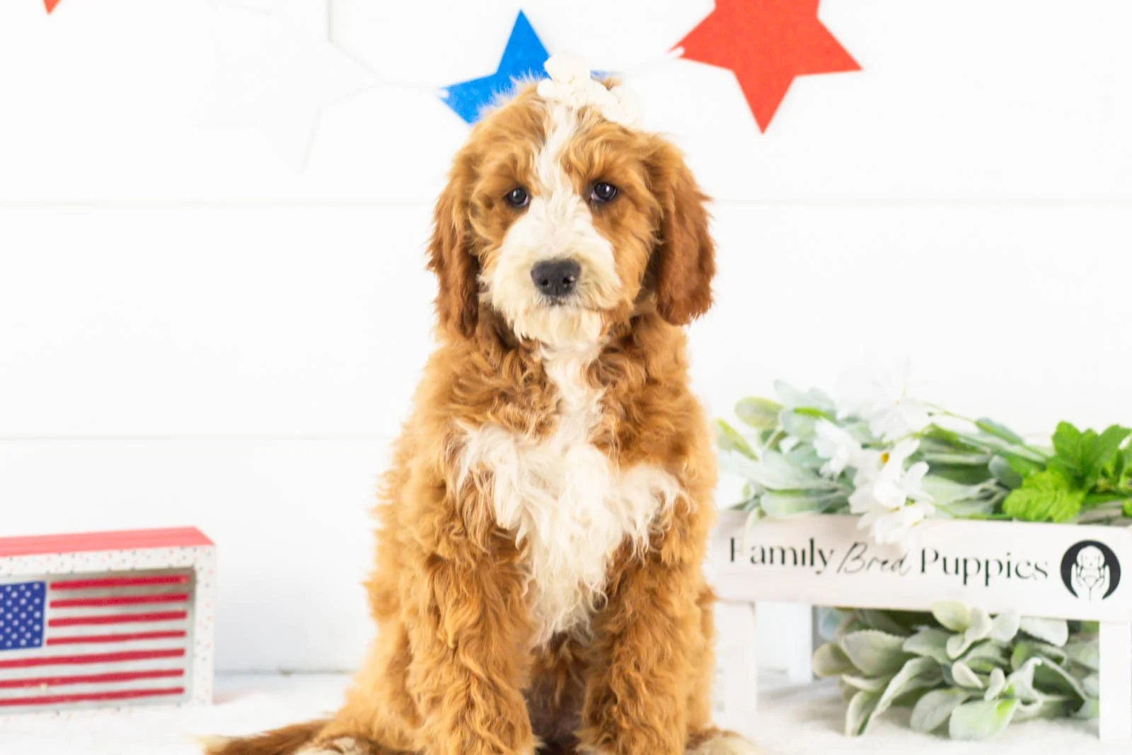 Brenda goldendoodle for sale(3).jpg