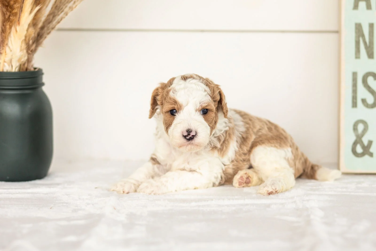 Wilder goldendoodle for sale(3).jpg