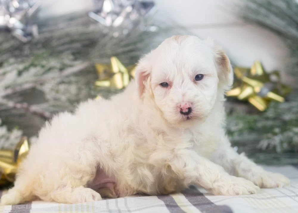 Lucky goldendoodle for sale(2).jpg