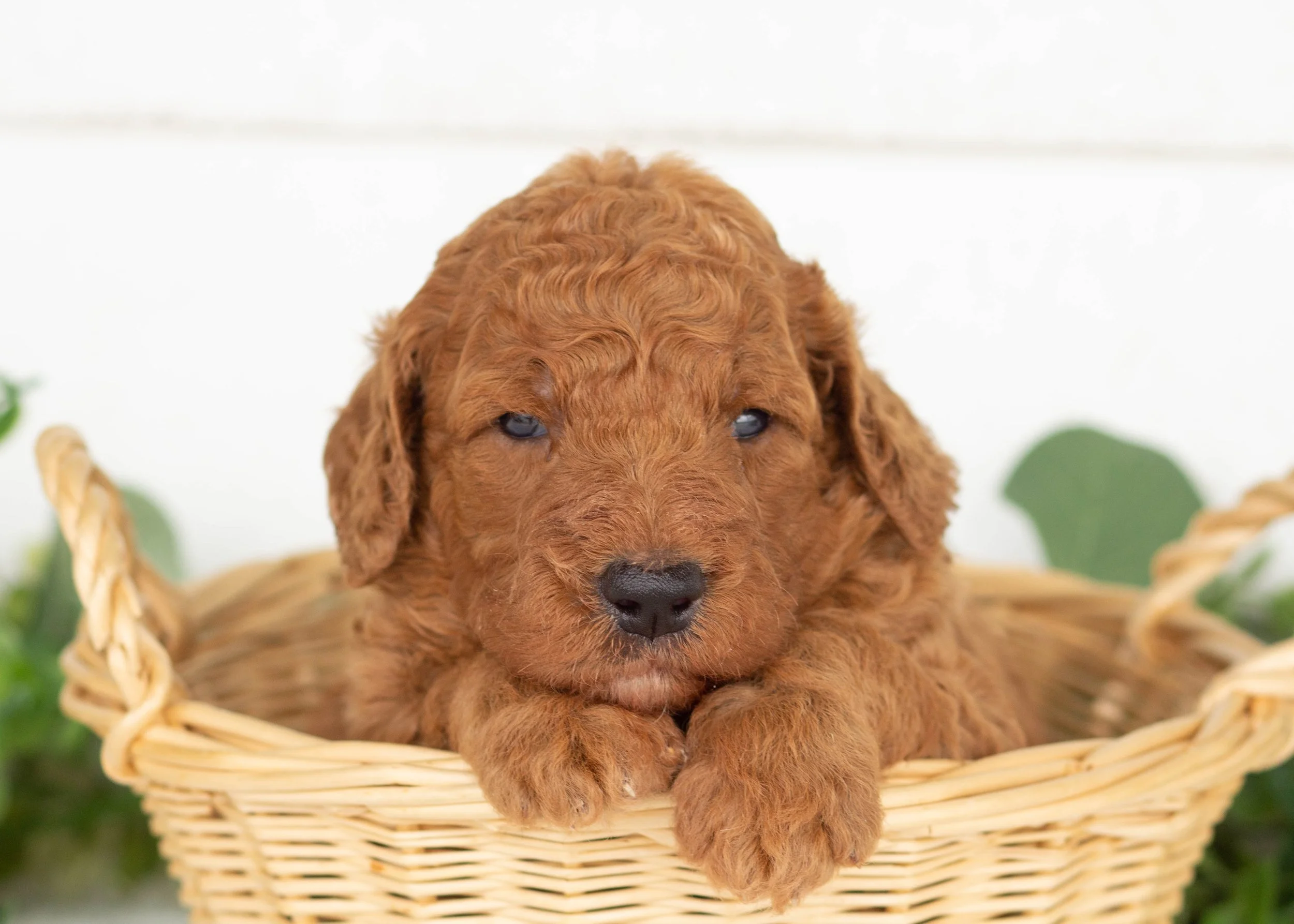 Astrid Goldendoodle for sale.jpg