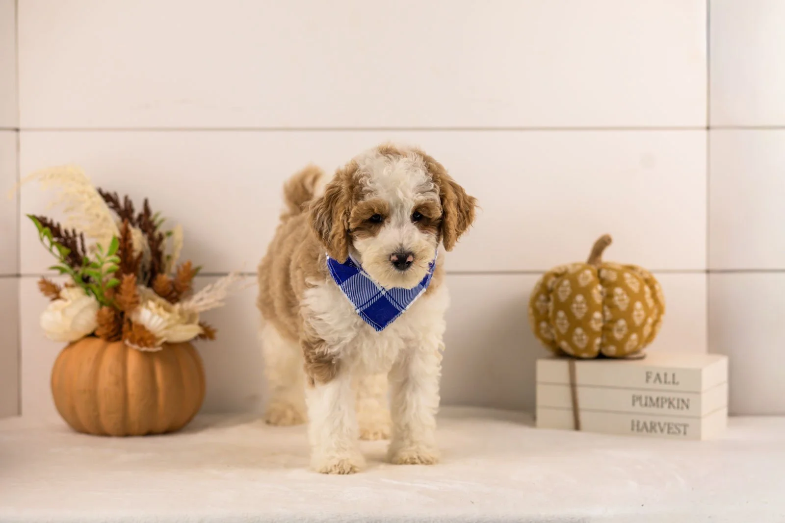 Wilder goldendoodle for sale 3.jpg