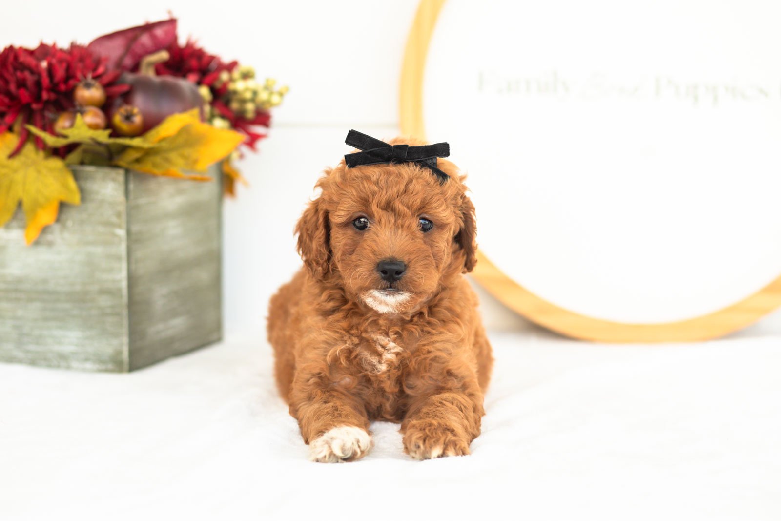Chiffon goldendoodle for sale.jpg