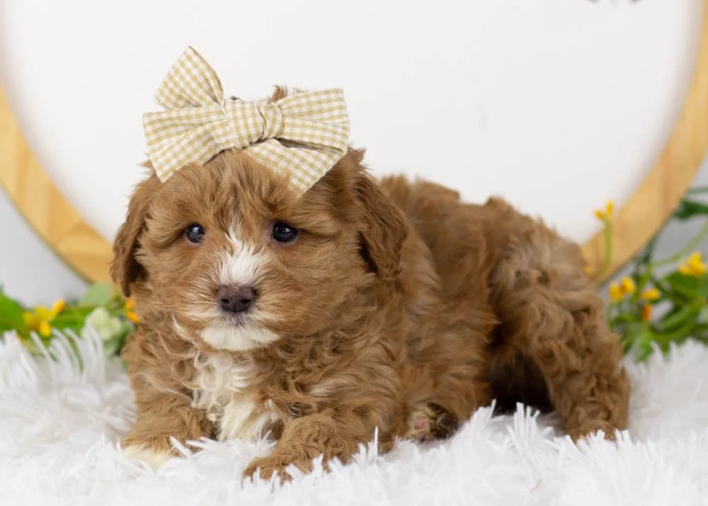Princess goldendoodle for sale(2).jpg