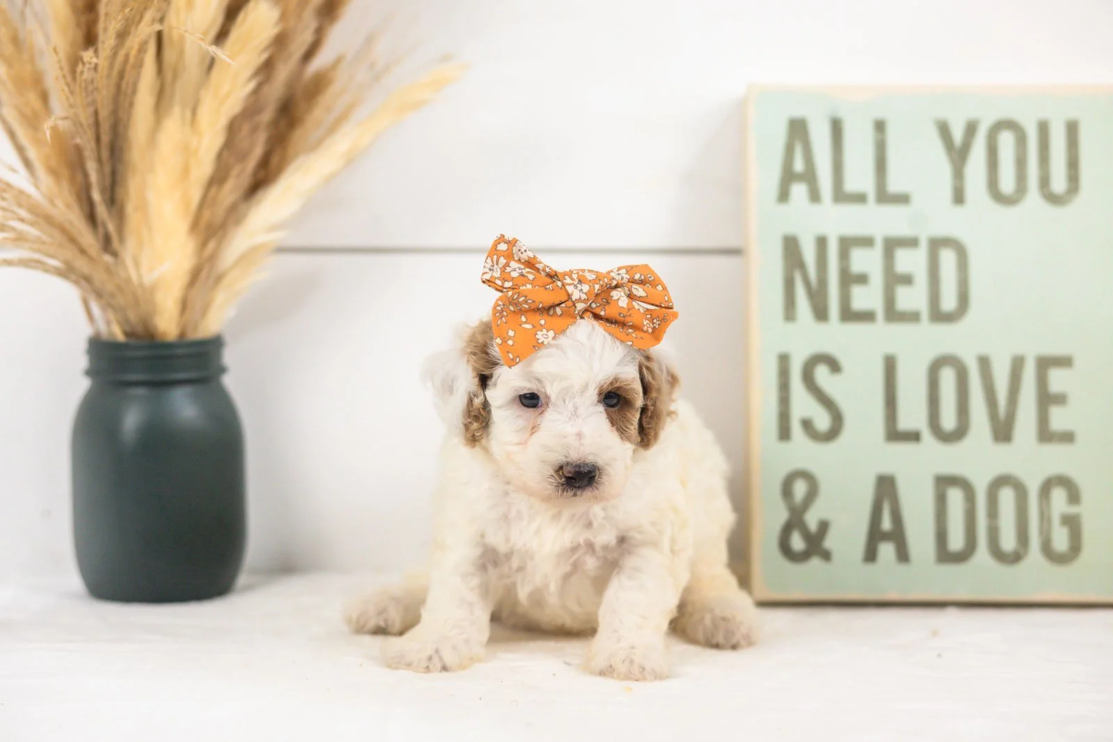 Olive goldendoodle for sale(3).jpg