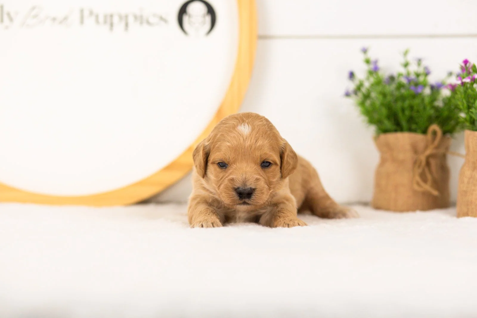 Marty goldendoodle for sale(1).jpg