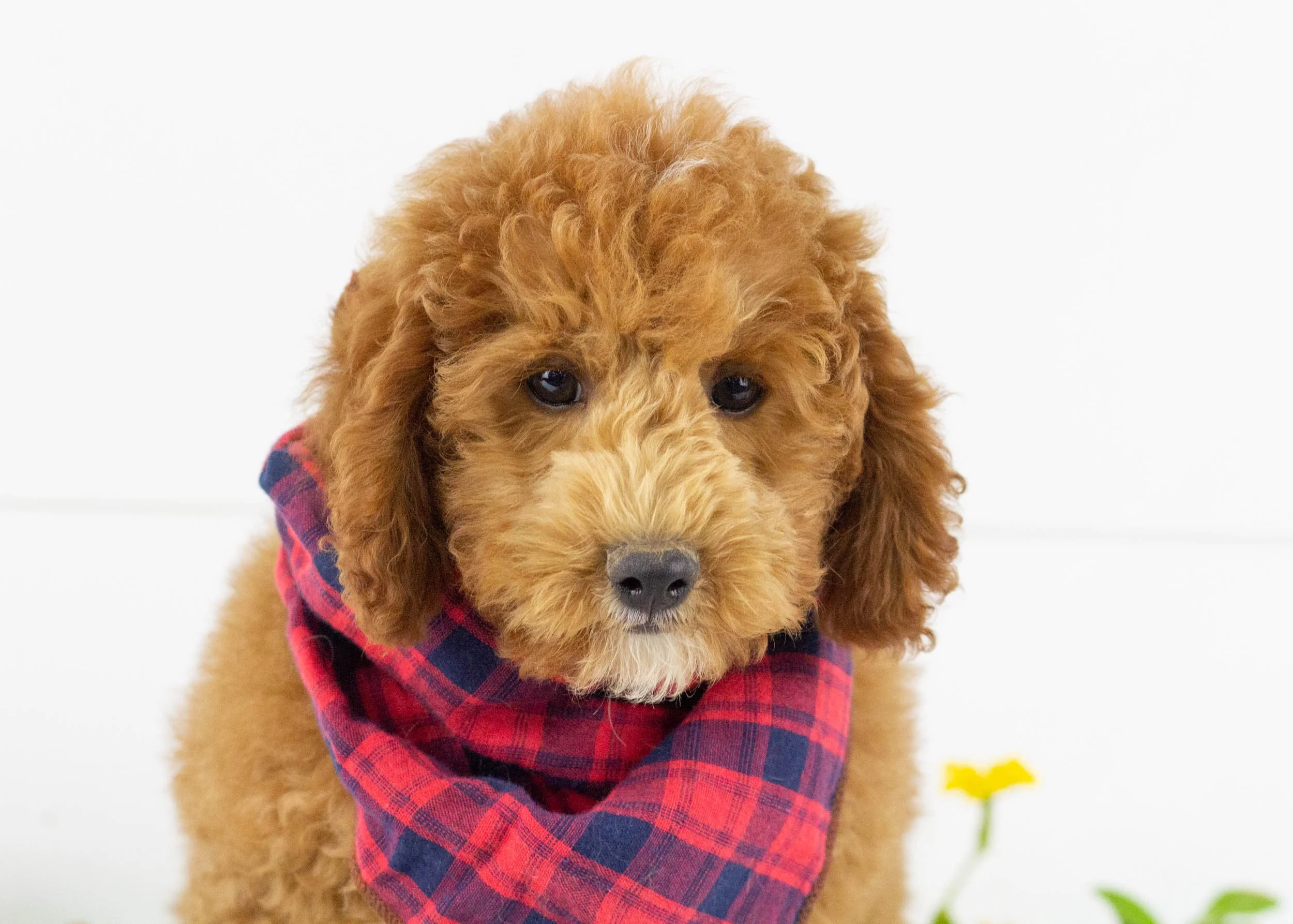 Tommy goldendoodle for sale(1).jpg