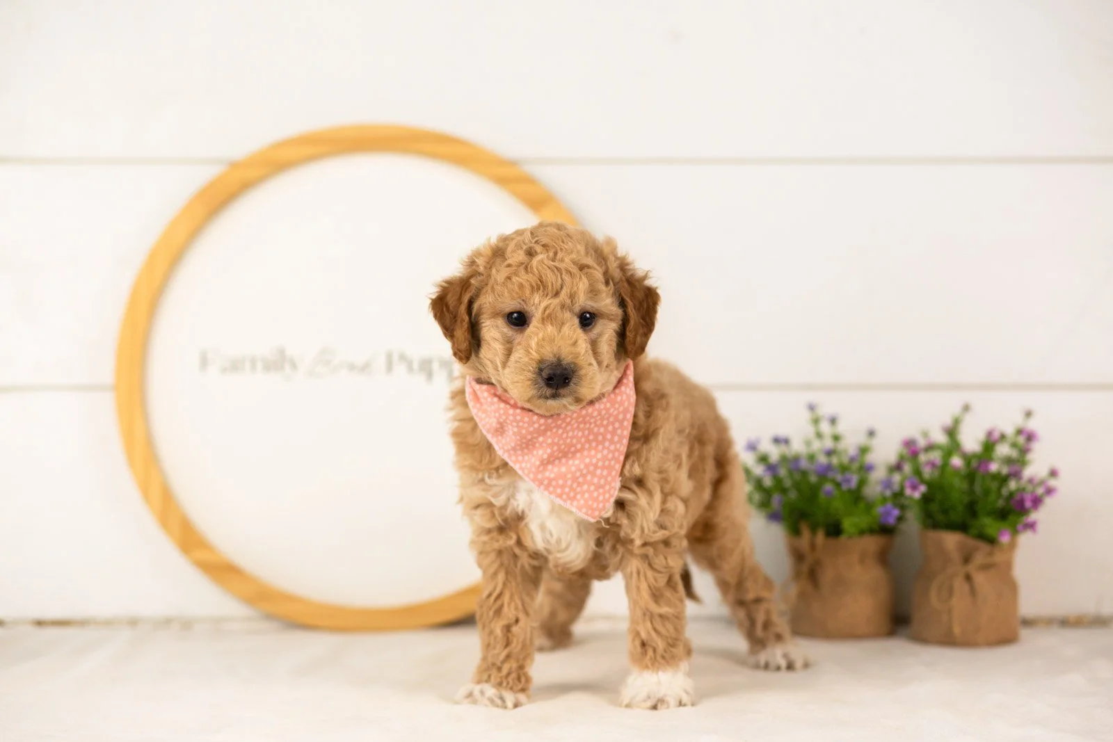 Caleb goldendoodle for sale(2).jpg