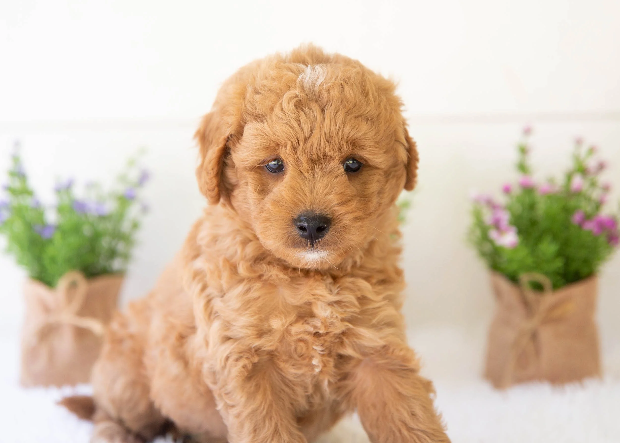 Leo goldendoodle for sale.jpg