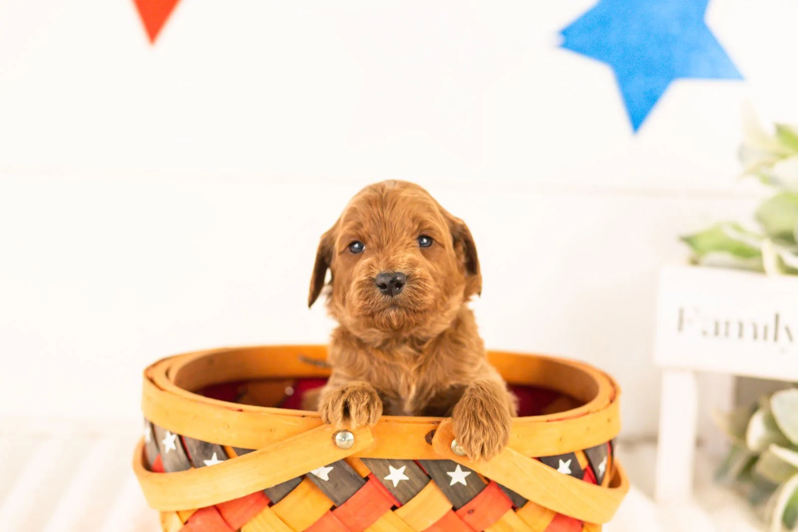 Teton goldendoodle for sale(3).jpg