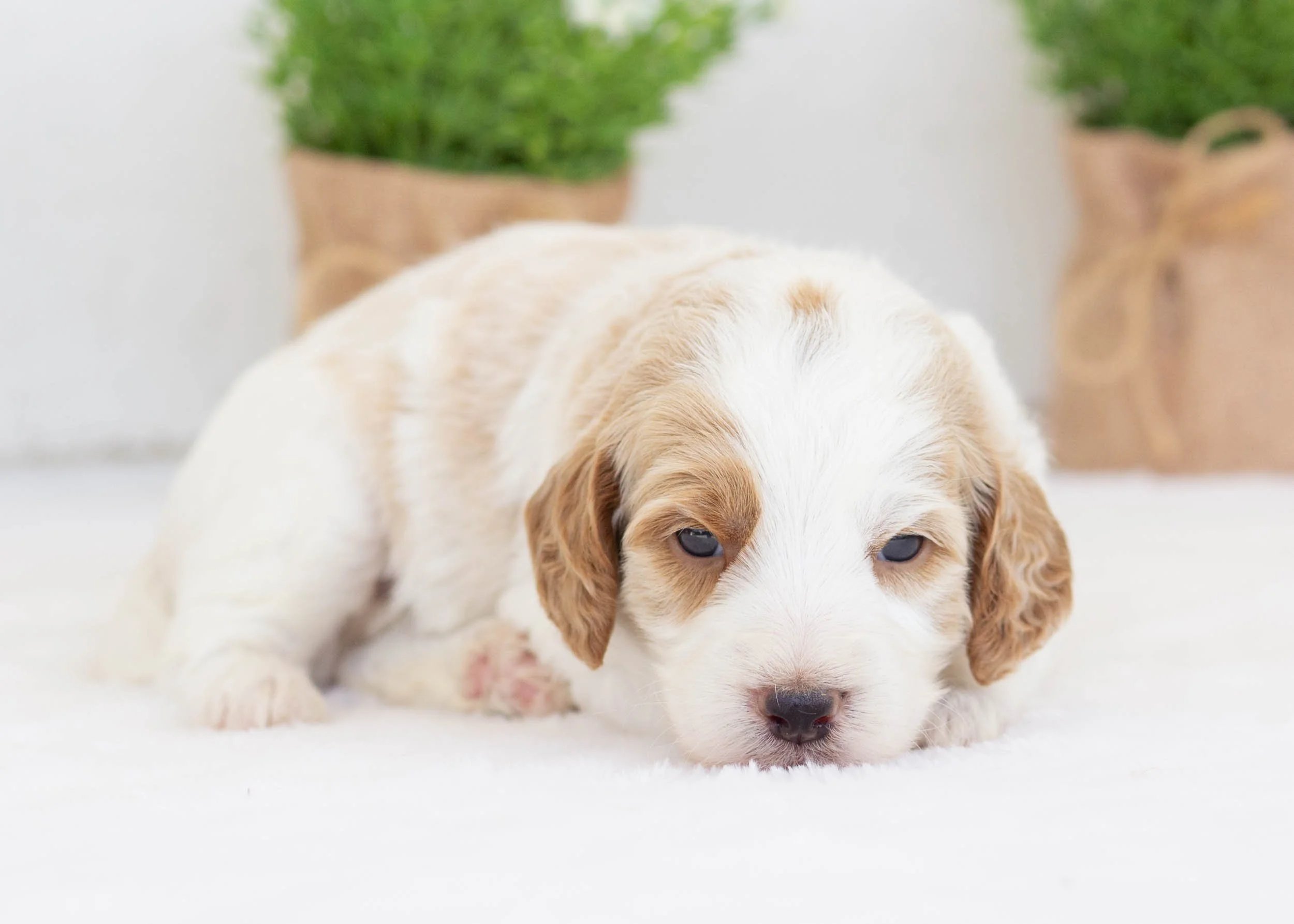 Wedge goldendoodle for sale8.jpg