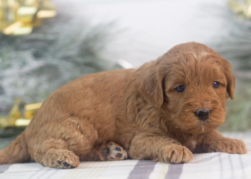 Candy goldendoodle for sale(2).jpg