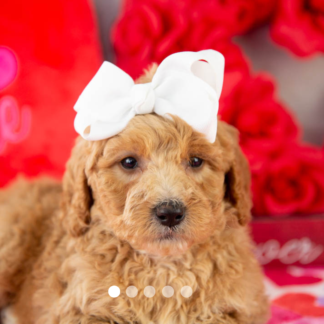 Copy of FBP Design.png