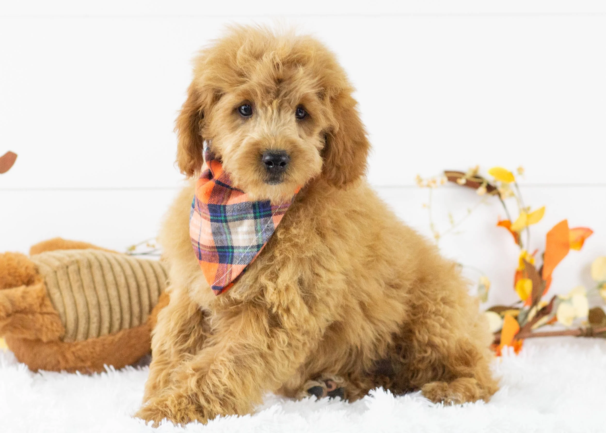 Leo goldendoodle for sale(1).jpg