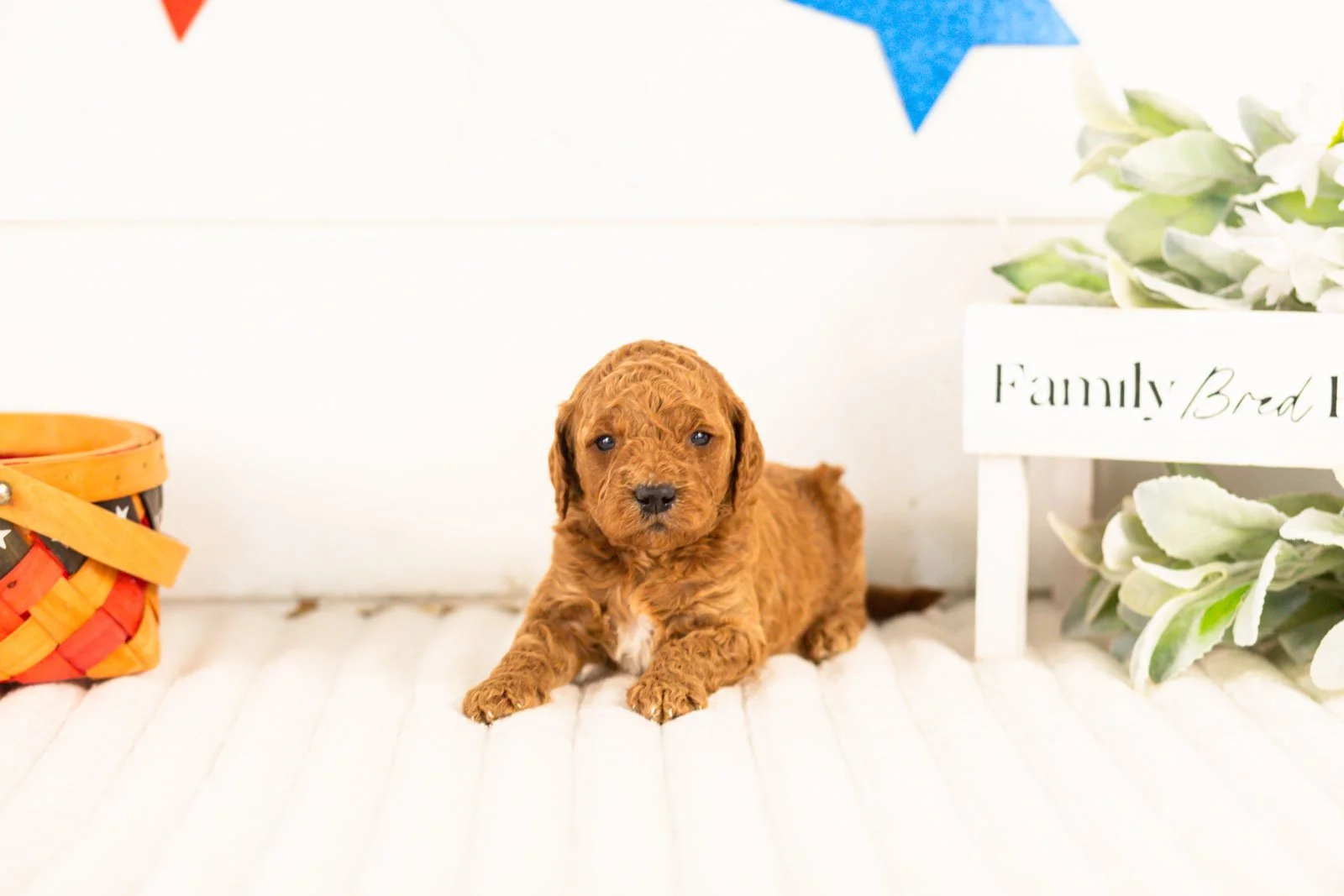 Glacier goldendoodle for sale.jpg
