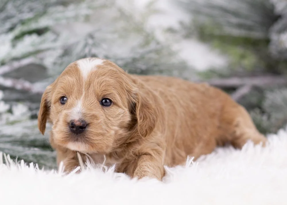 Elphaba goldendoodle for sale.jpg