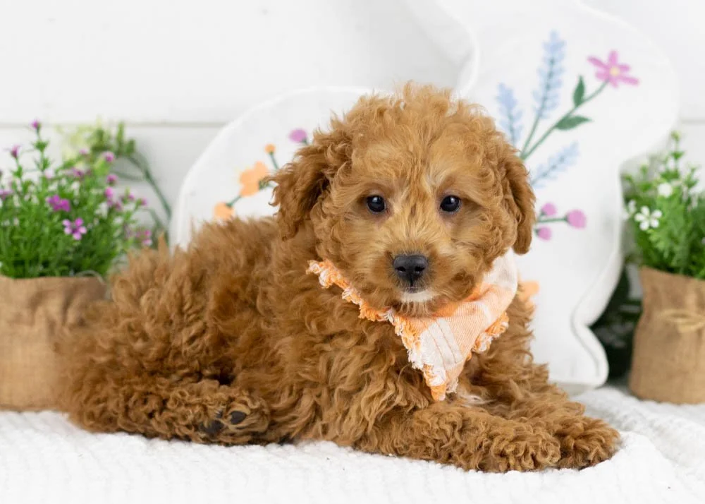 vinnie goldendoodle for sale(1).jpg