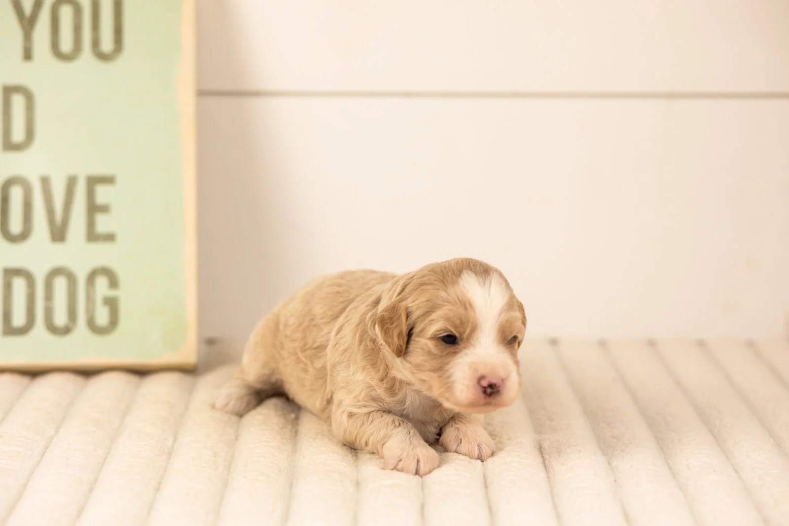 Robin goldendoodle for sale(1).jpg