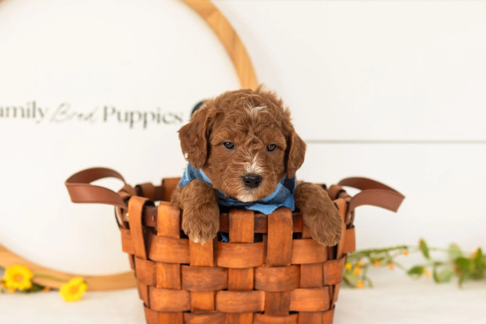 Psyduck goldendoodle for sale(4).jpg